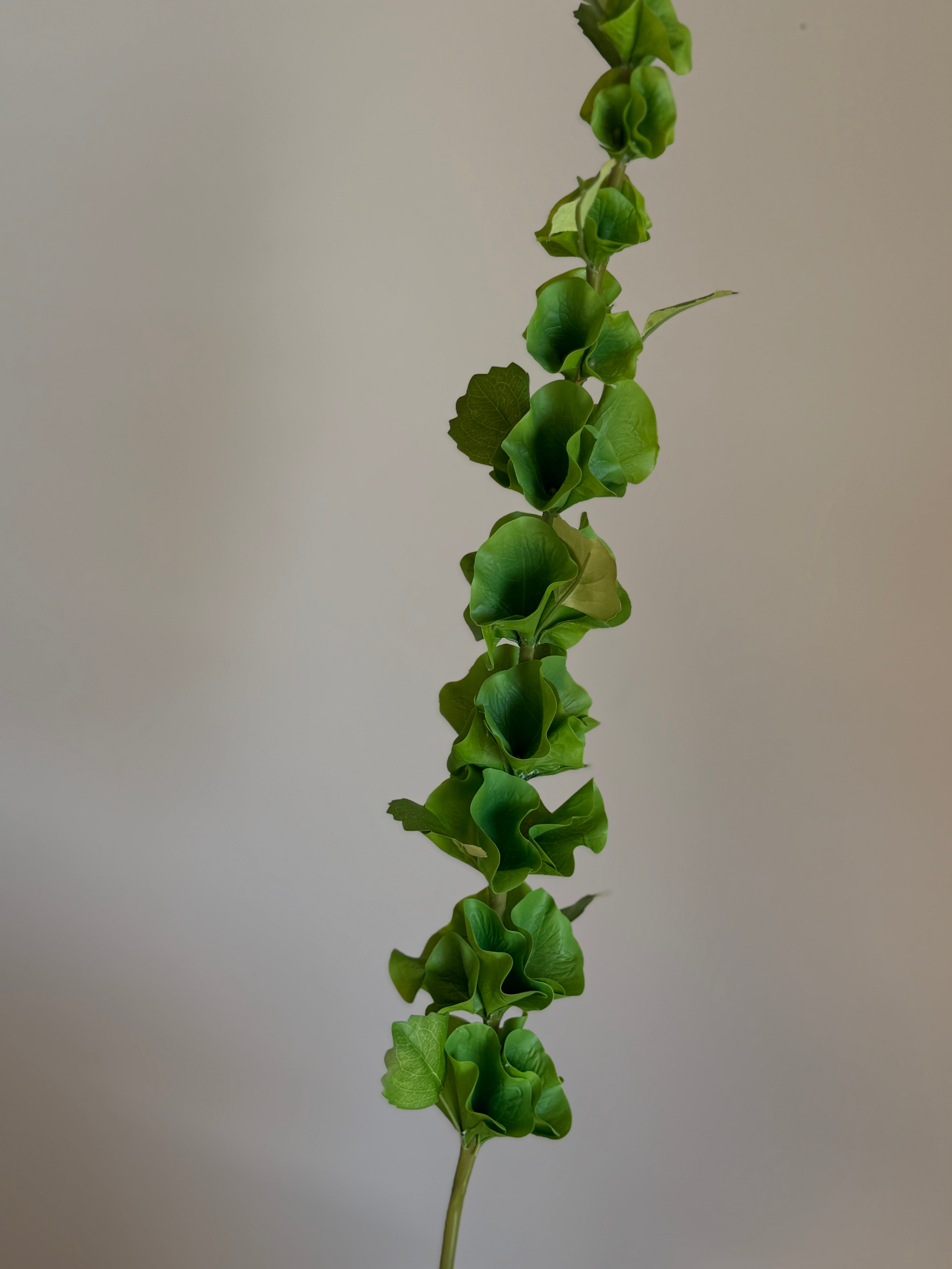 Bells of Ireland
