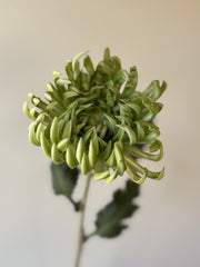 Krysantemum