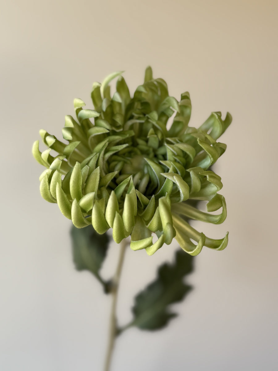 Krysantemum