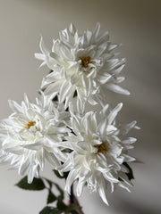 Dahlia hvit