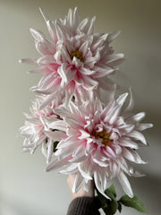 Dahlia rosa