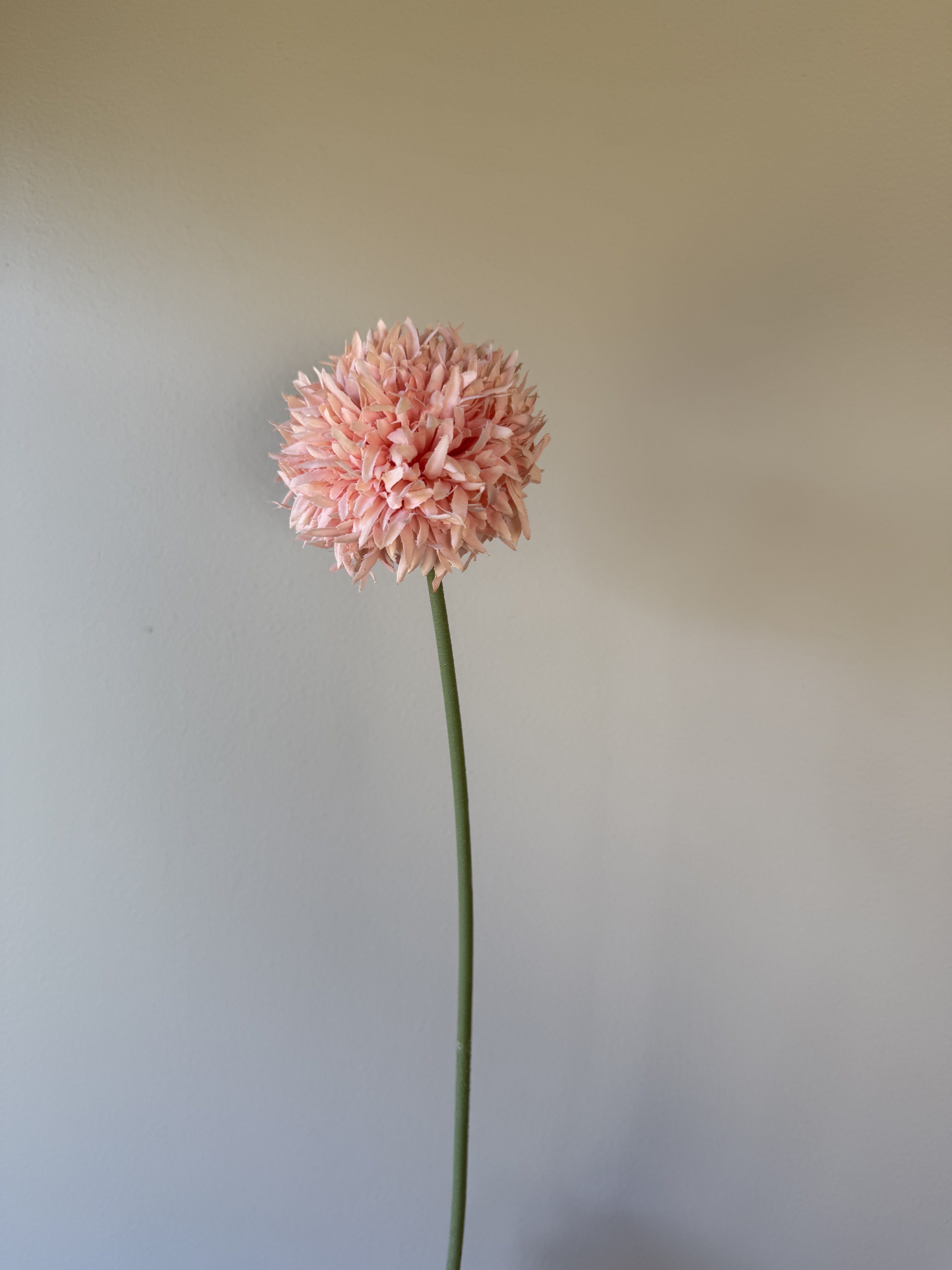 Allium rosa/fersken