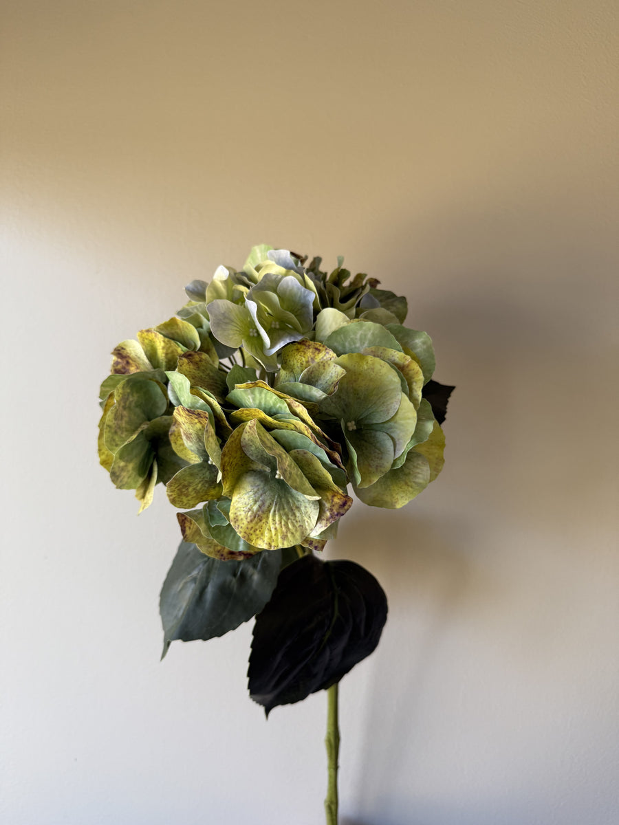 Hortensia rustikk