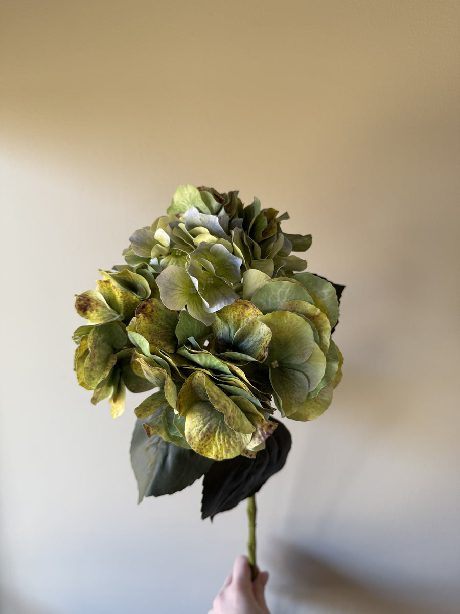 Hortensia rustikk