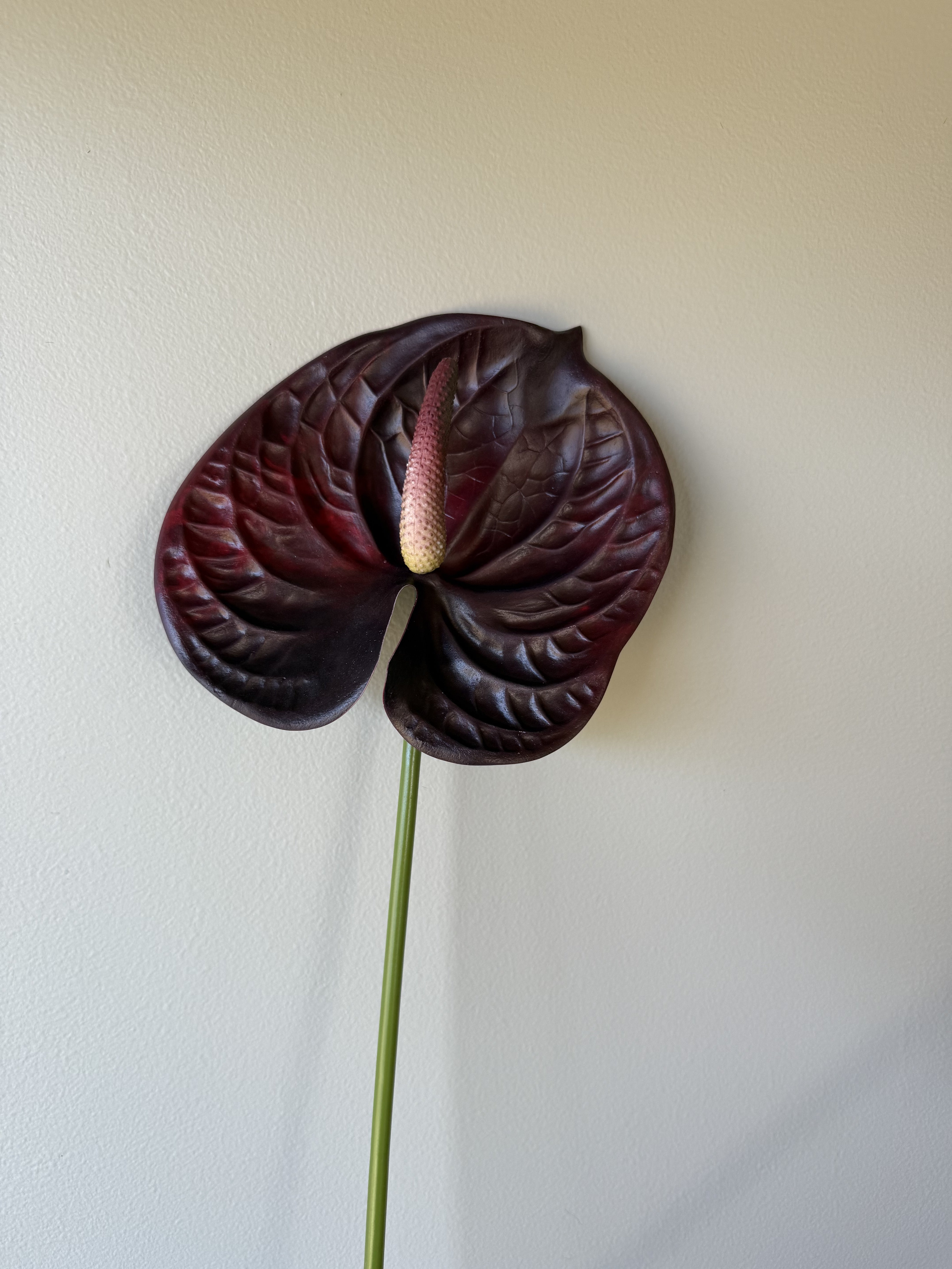 Anthurium burgunder