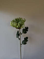 Krysantemum
