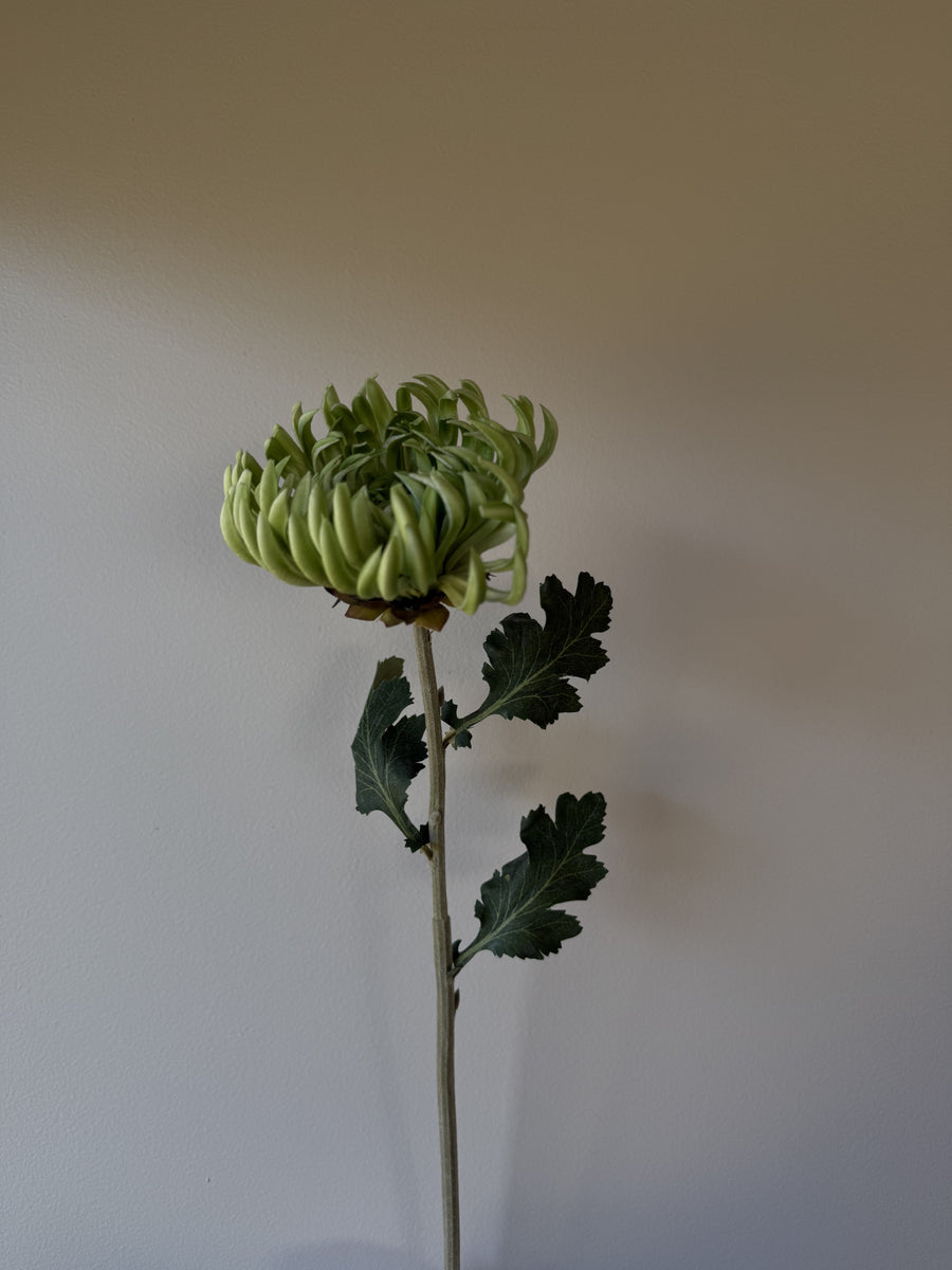 Krysantemum