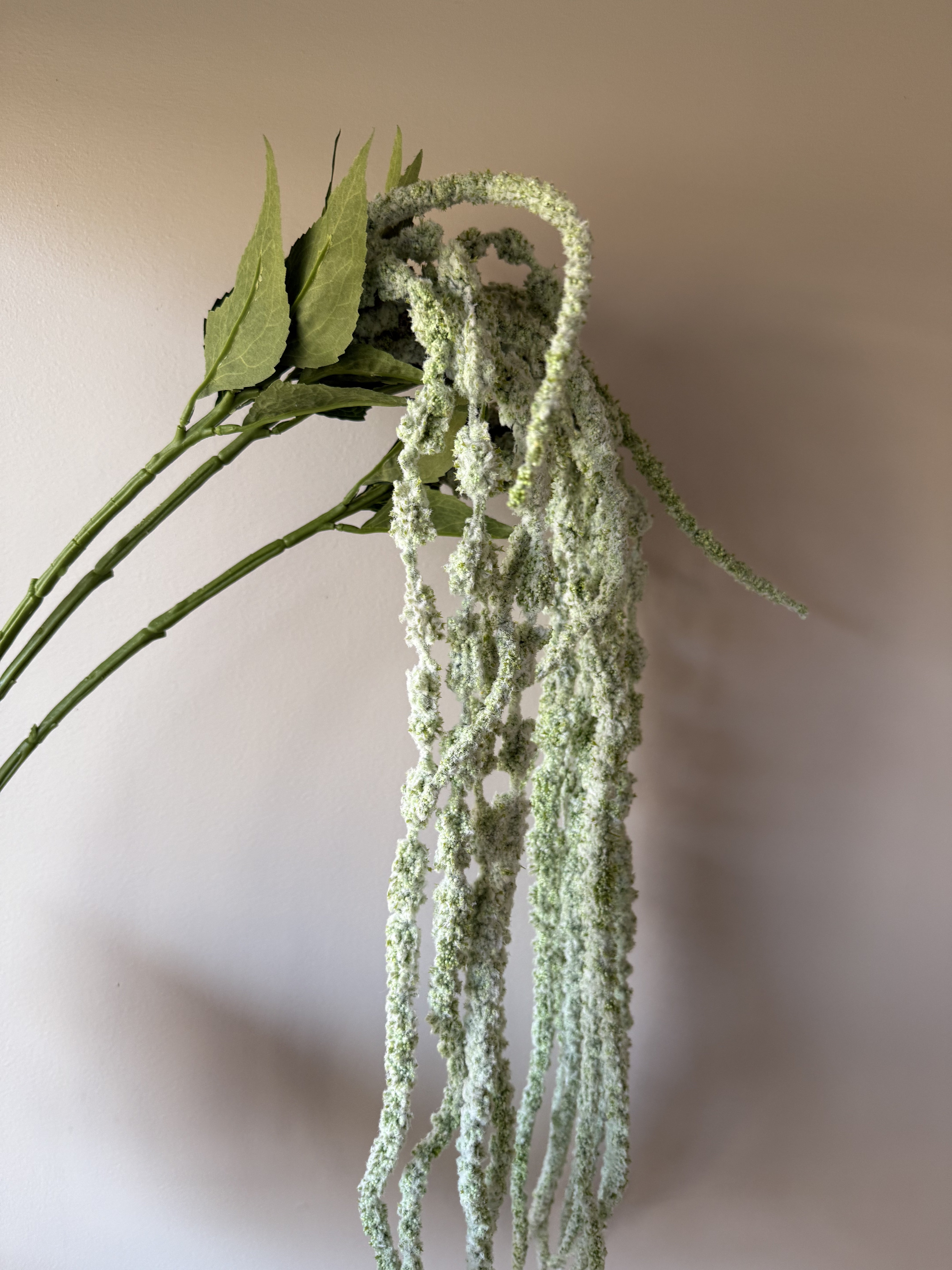 Amaranthus frosty