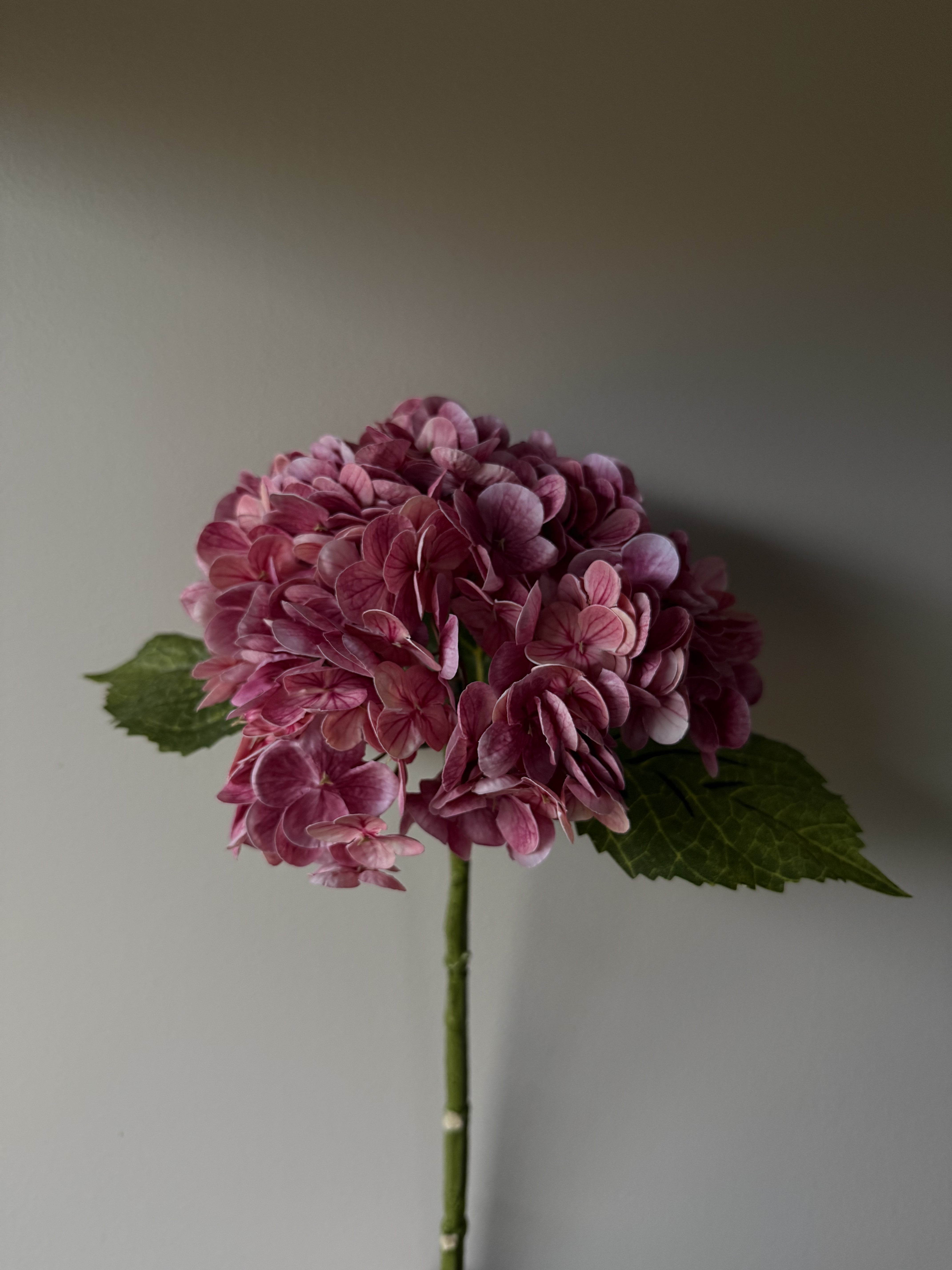 Hortensia mørk rosa