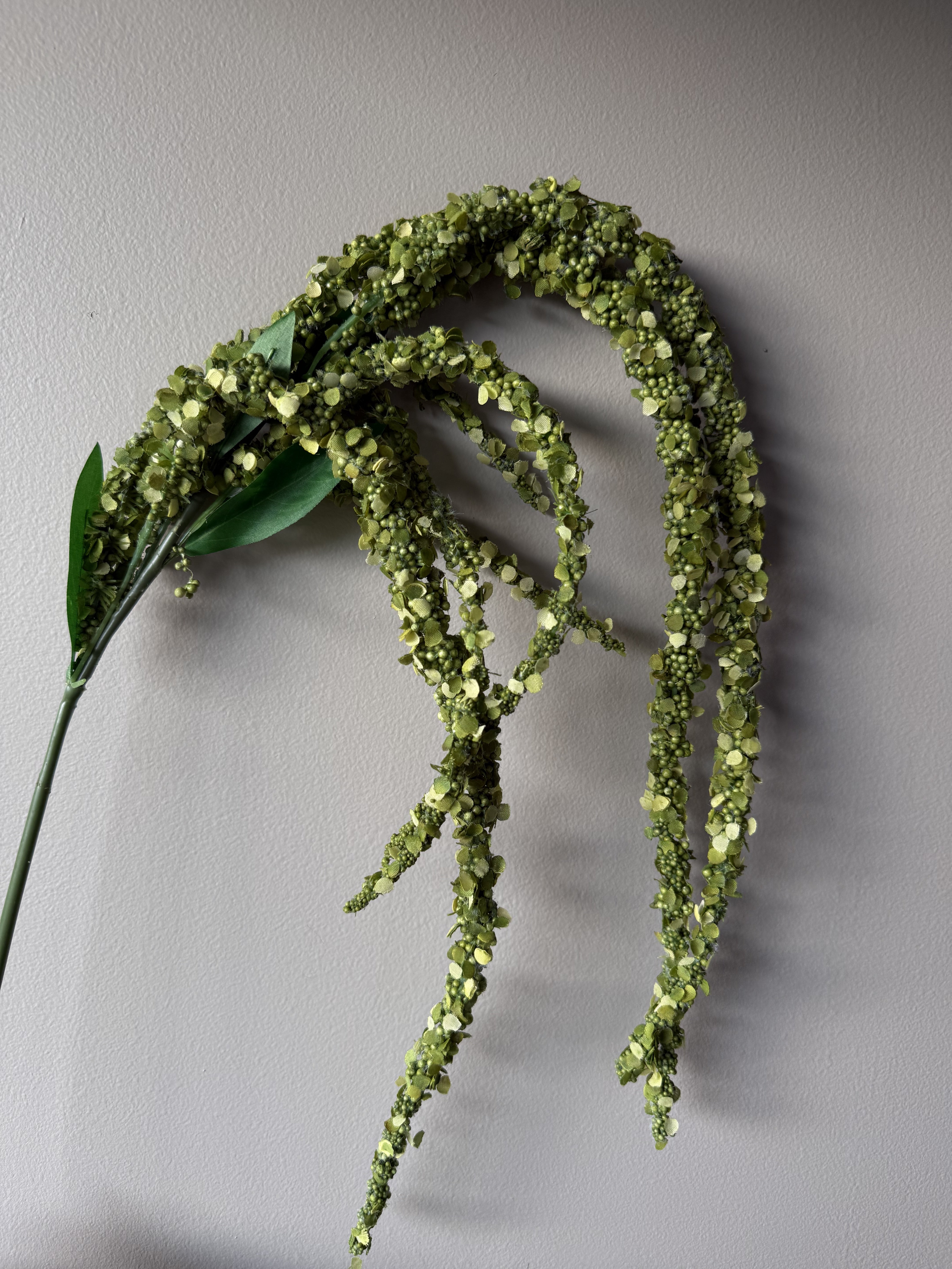 Amaranthus grønn enkeltgren med karakteristisk hengende form og frisk grønn fargetone