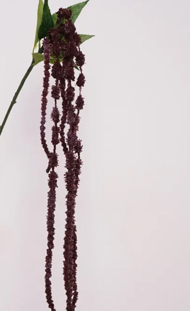 Amaranthus rød