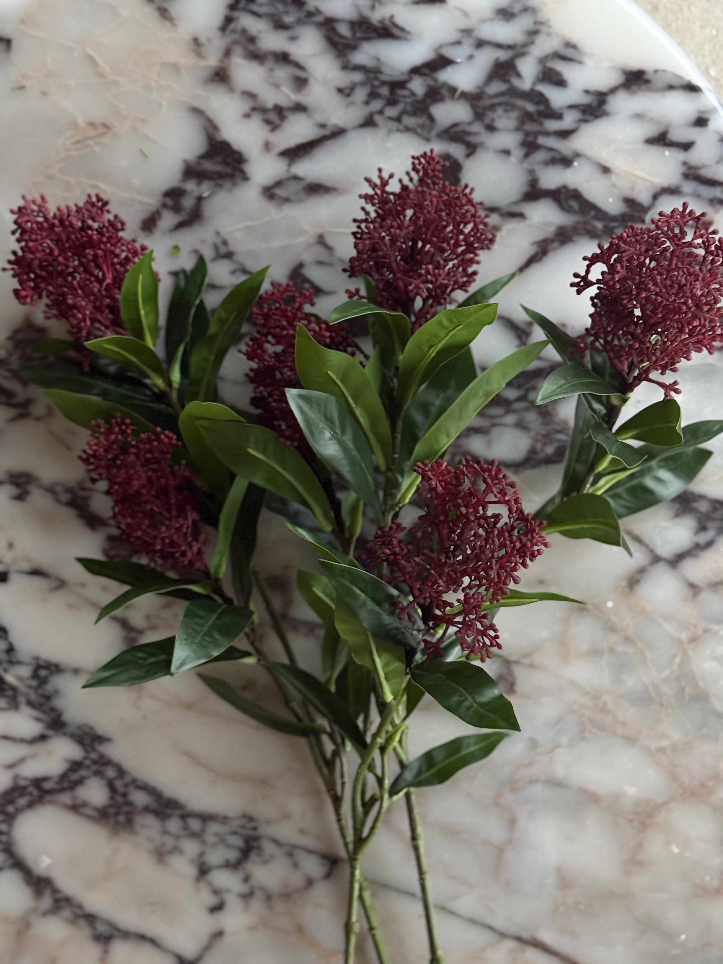 Skimmia rød