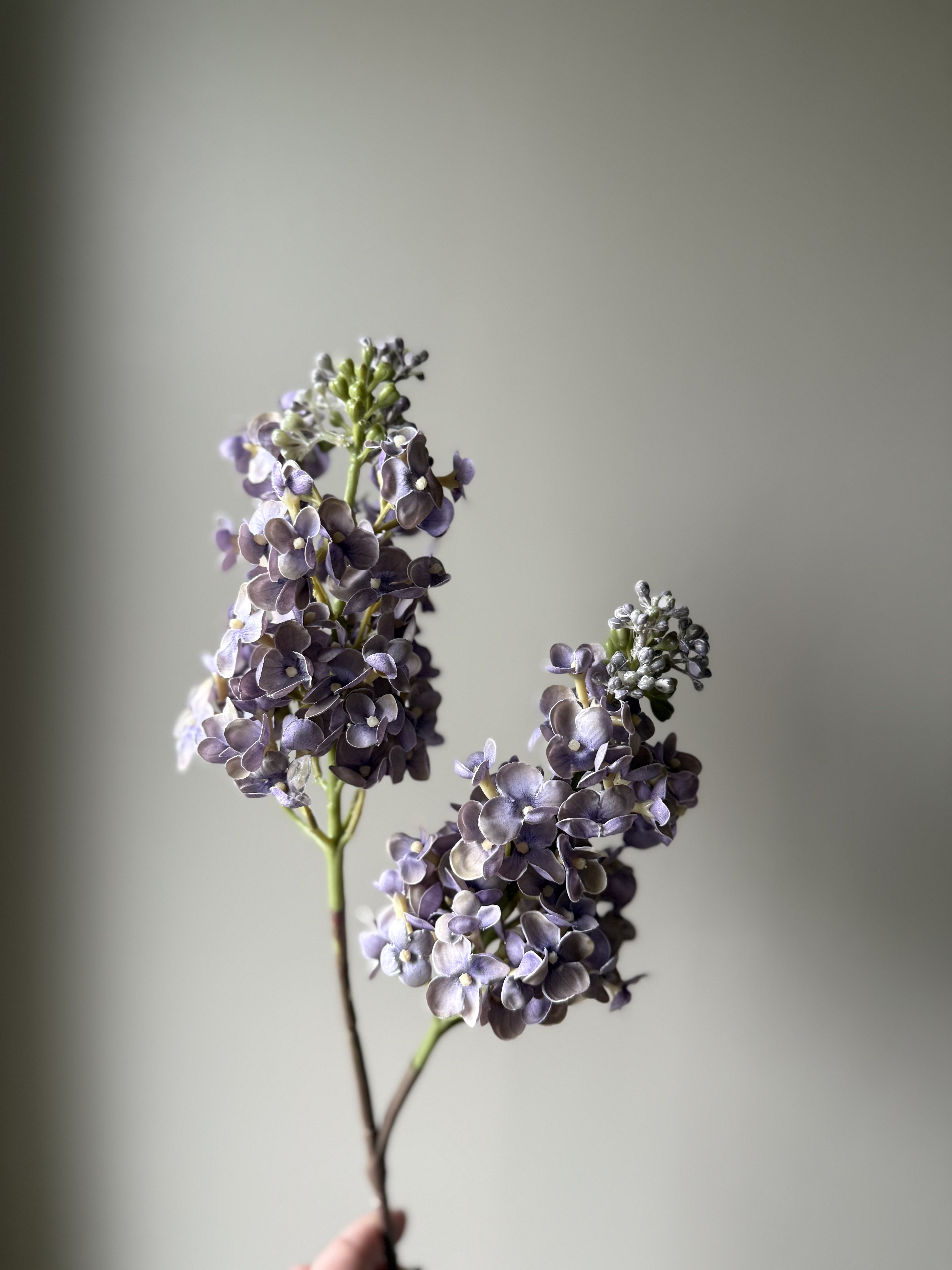 Syrinhortensia lilla