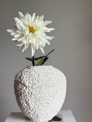 Dahlia hvit