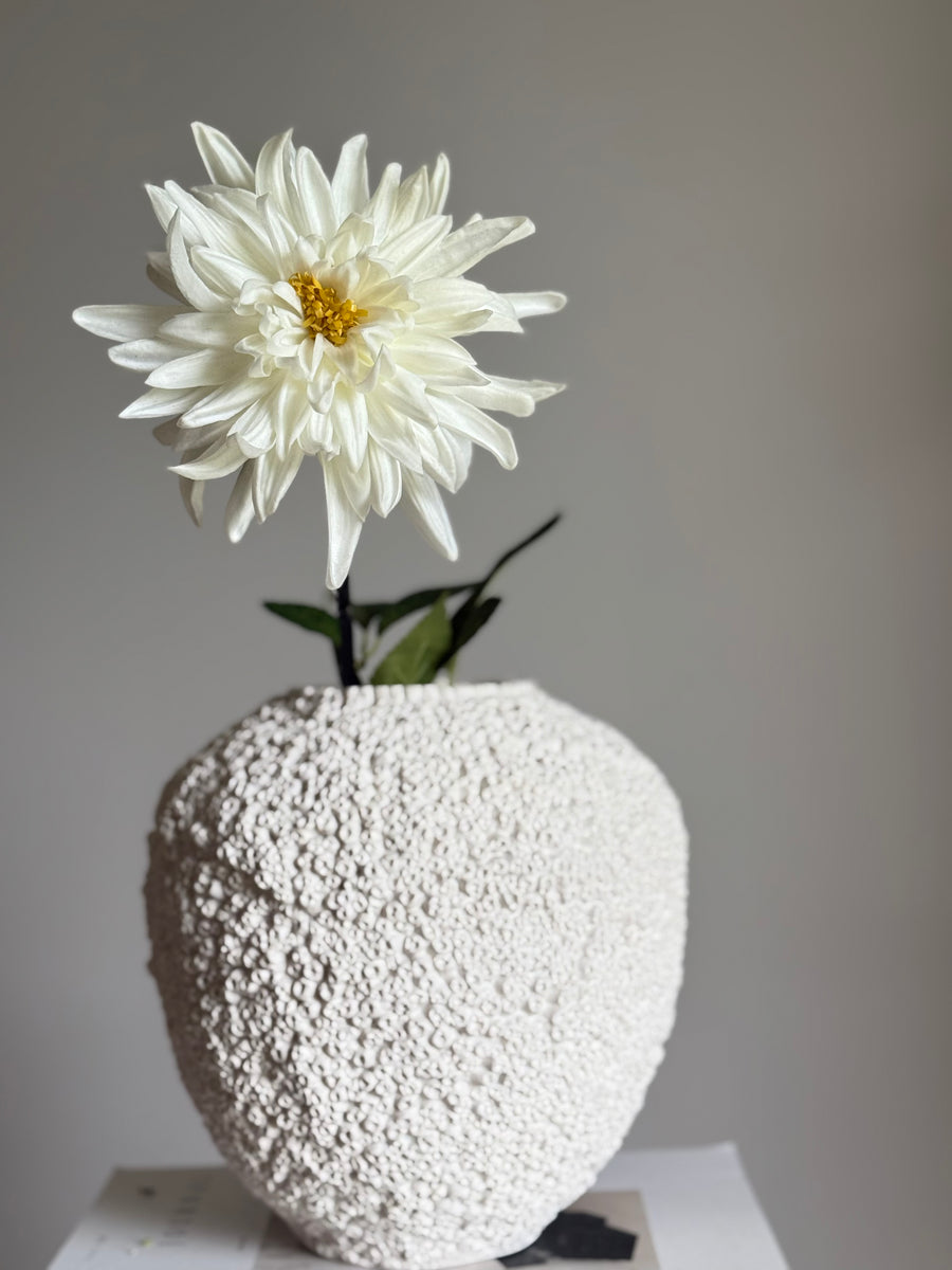 Dahlia hvit