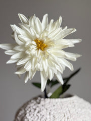 Dahlia hvit