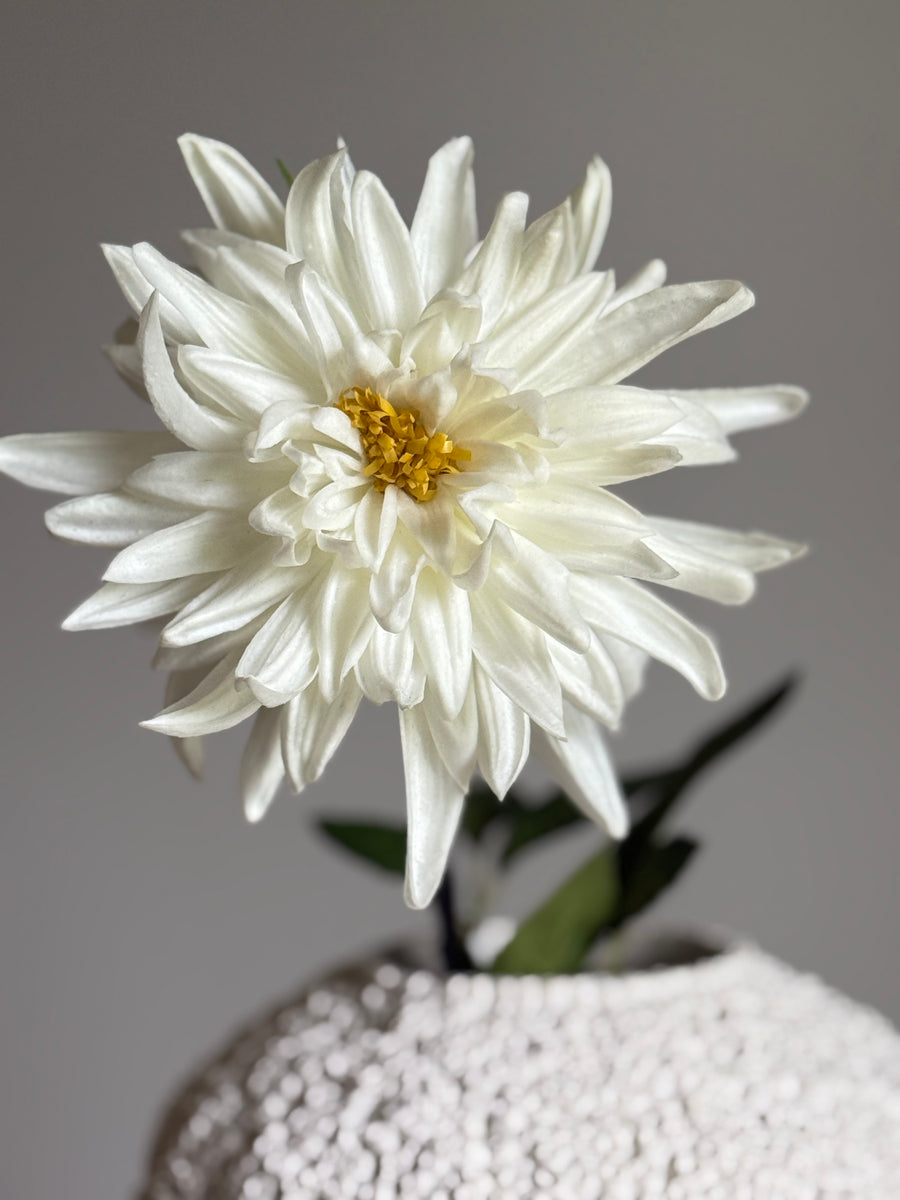 Dahlia hvit
