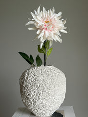 Dahlia rosa