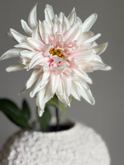 Dahlia rosa