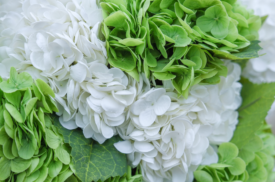 Hortensia grønn