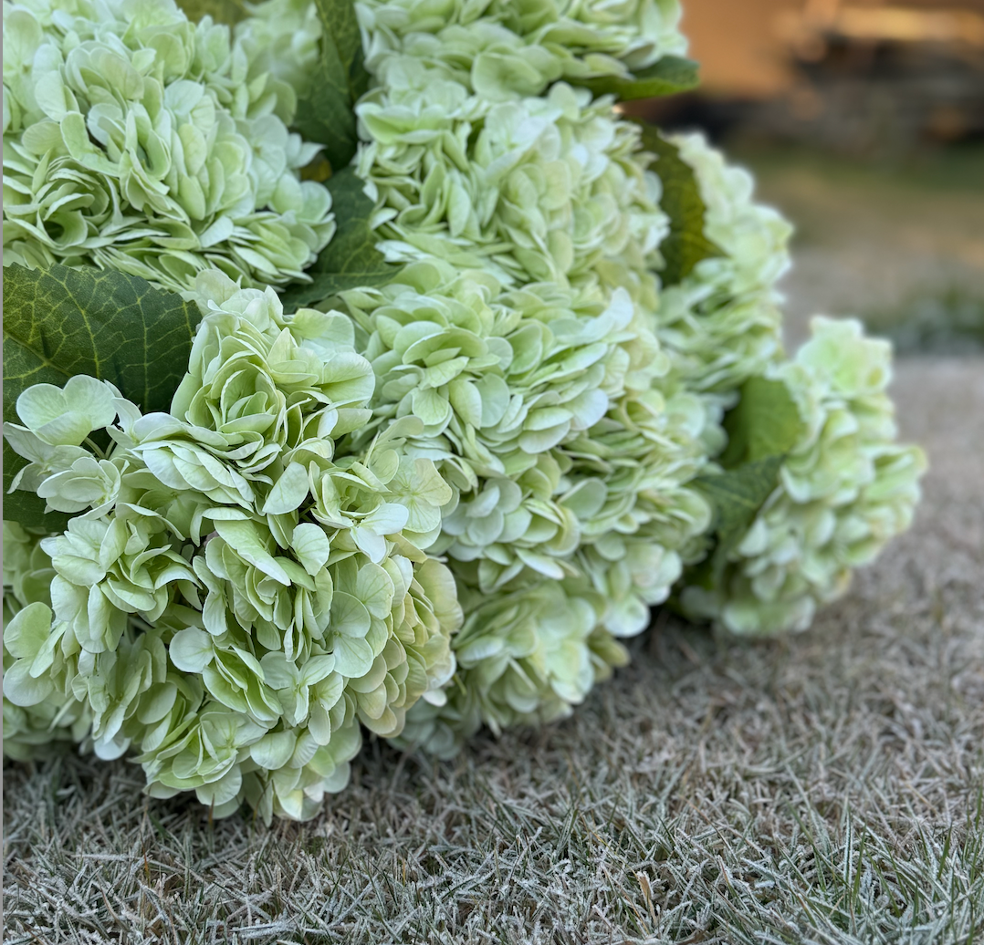 Hortensia lys grønn