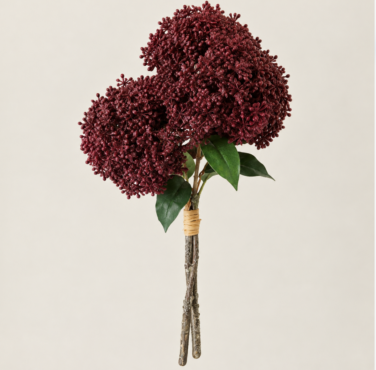 3 skimmia bordeaux